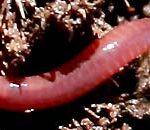 Composting worm, Eisenia fetida