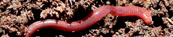 Composting worm, Eisenia fetida